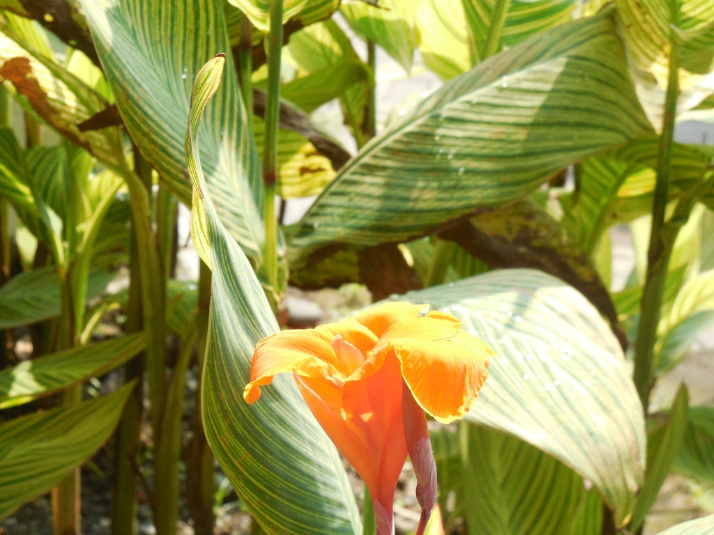 Canna 'Pretoria'