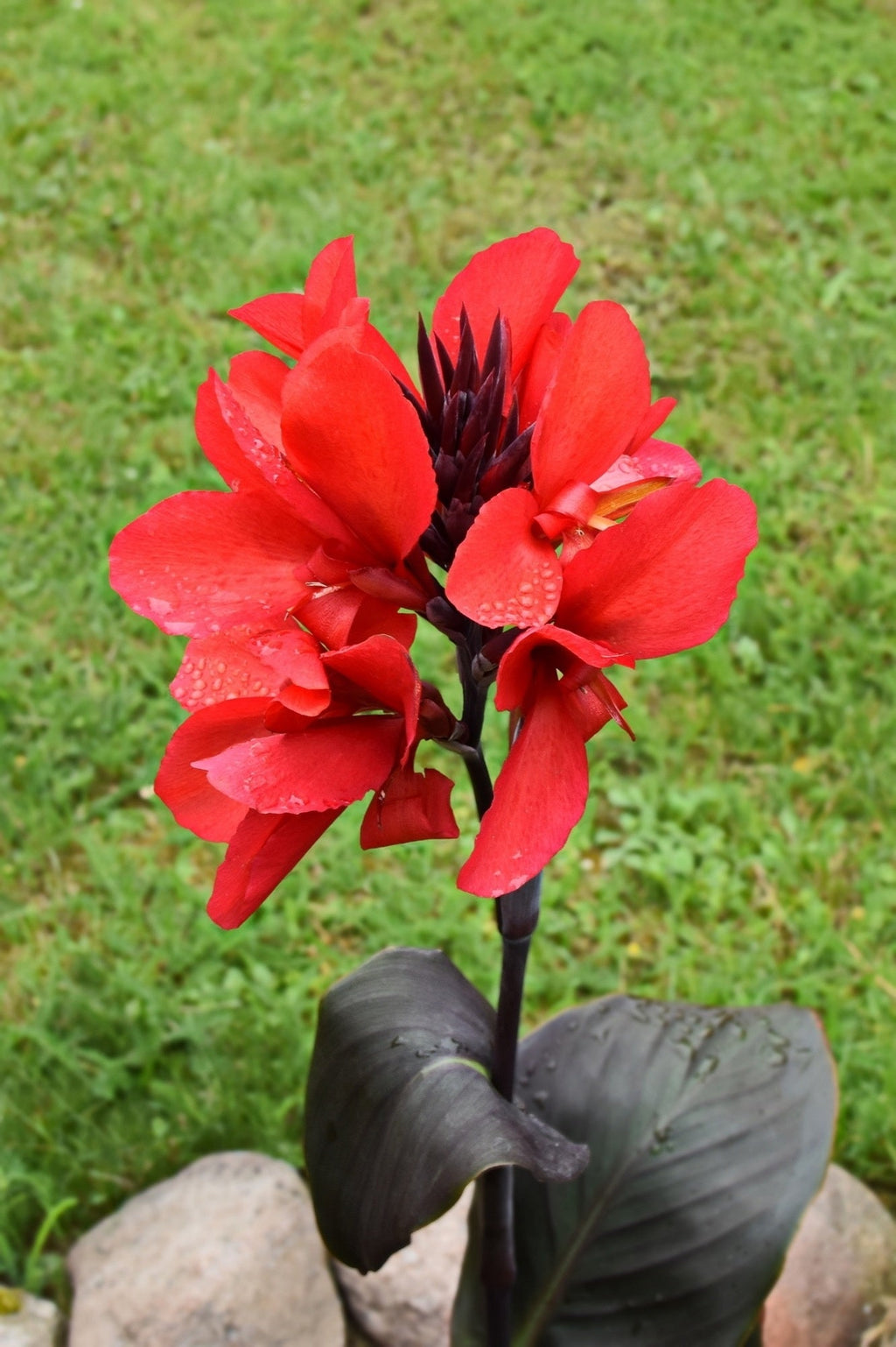 Canna 'Black Knight'