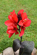 Canna 'Black Knight'
