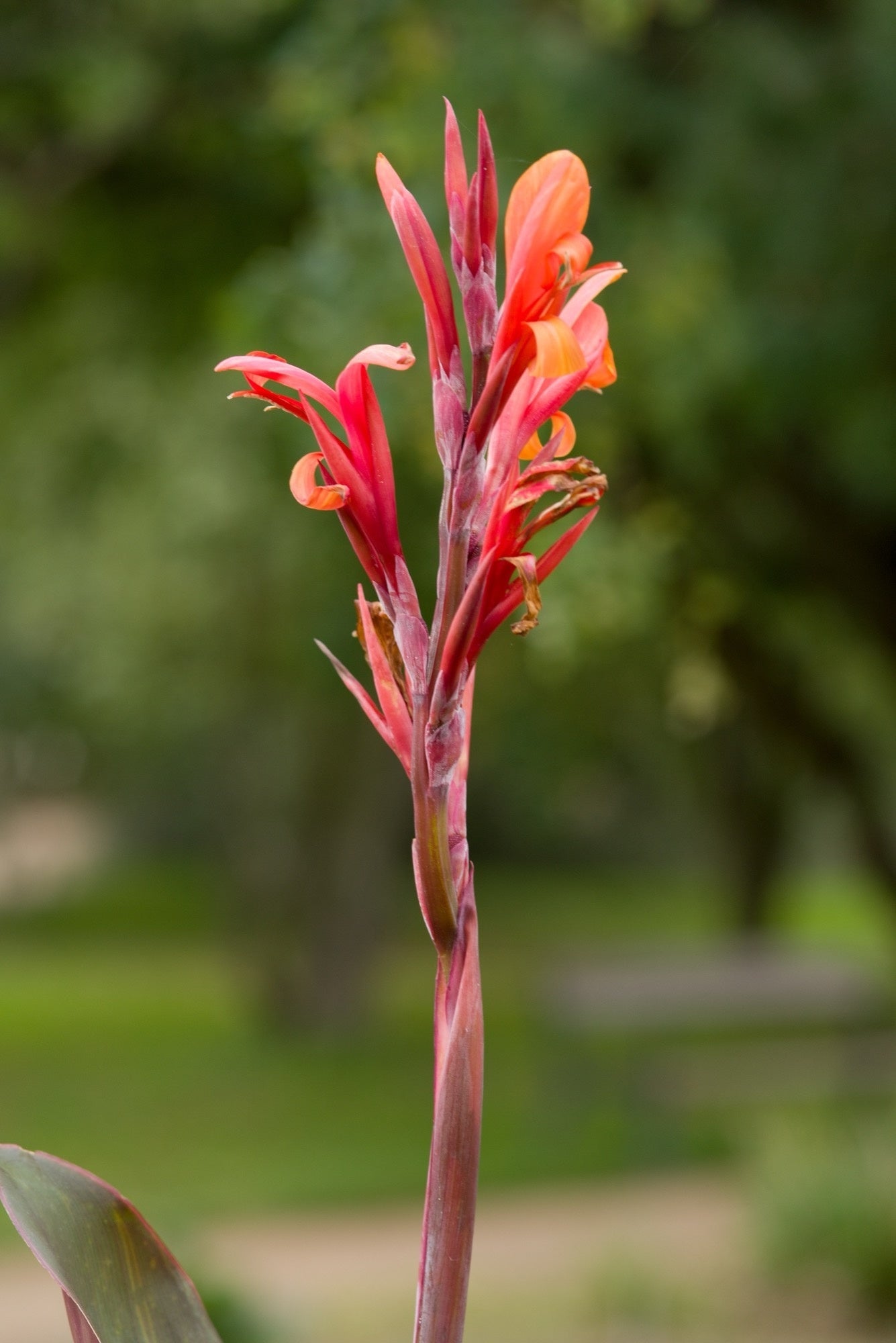 Canna 'Black Knight'
