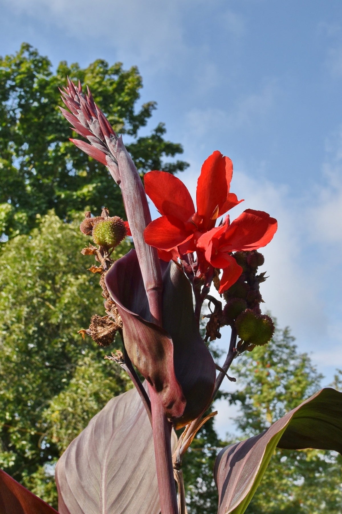Canna 'Black Knight'