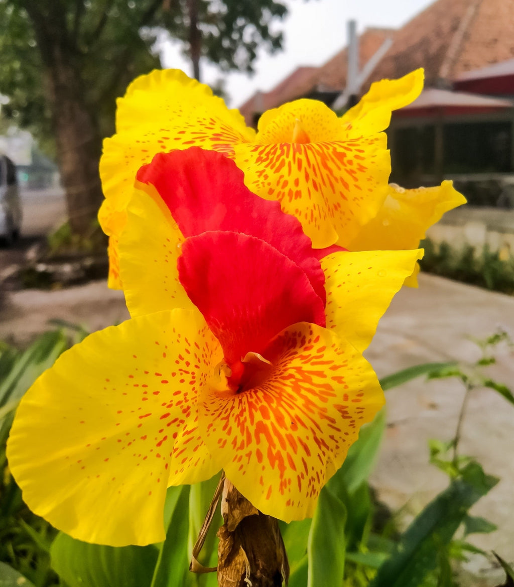 Canna 'Cleopatra'
