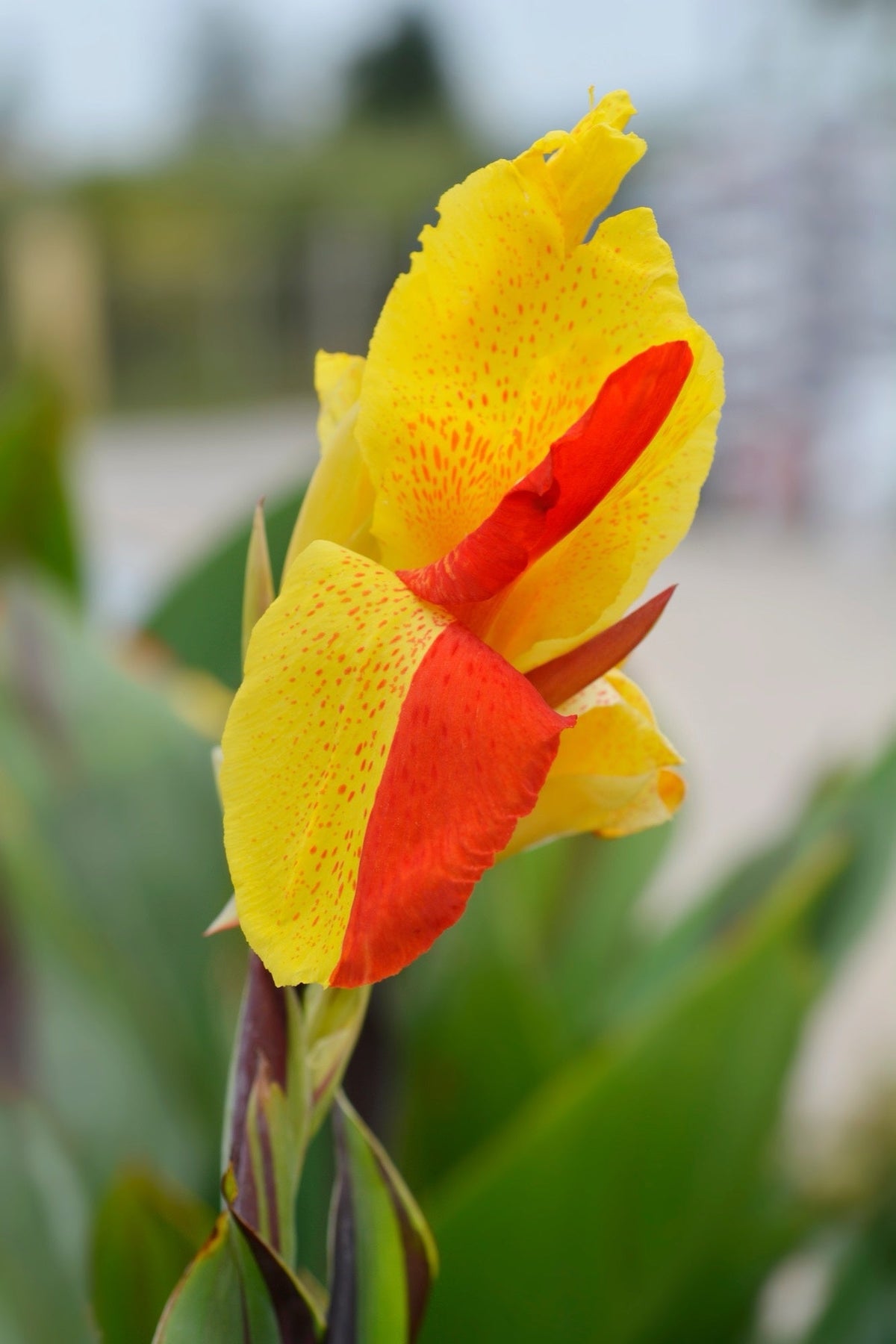 Canna 'Cleopatra'