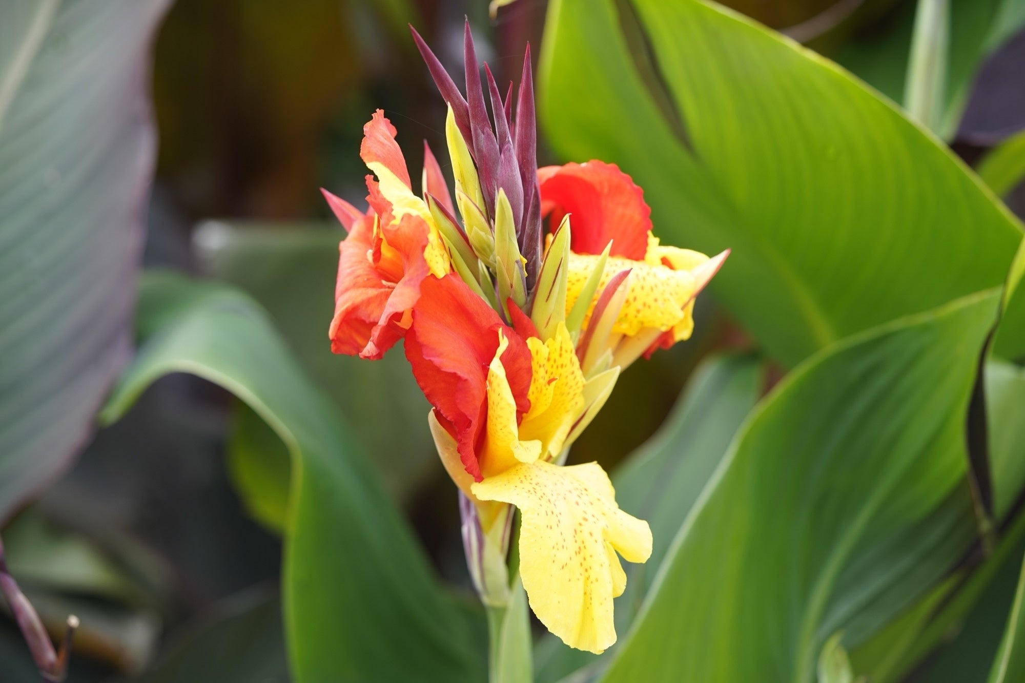 Canna 'Cleopatra'