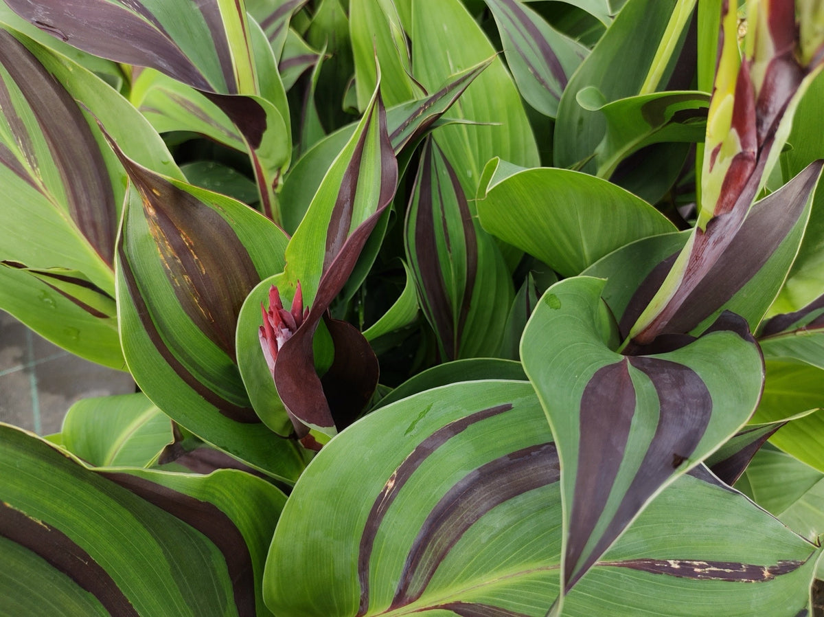 Canna 'Cleopatra'