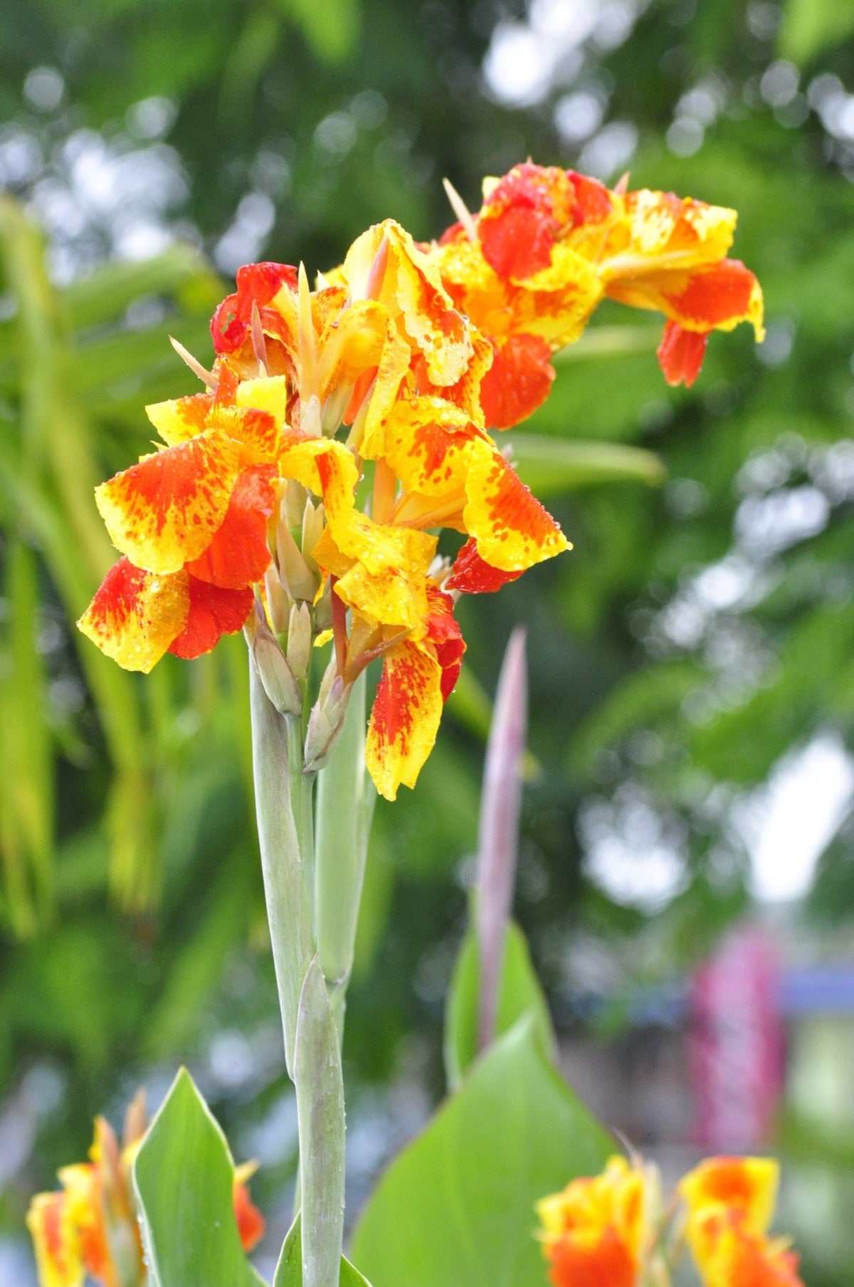 Canna 'Cleopatra'