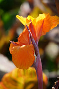 Canna 'Durban'