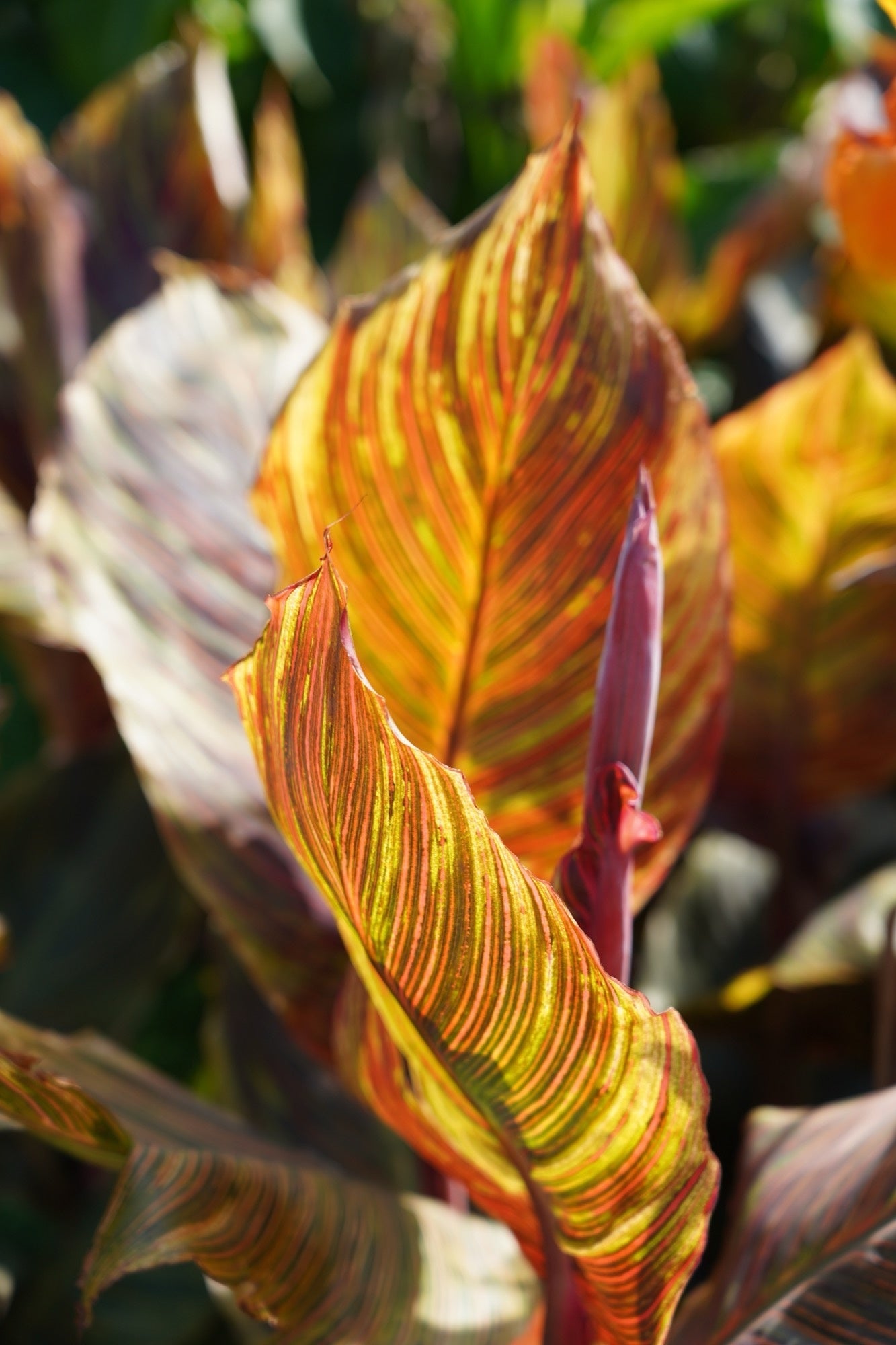 Canna 'Durban'