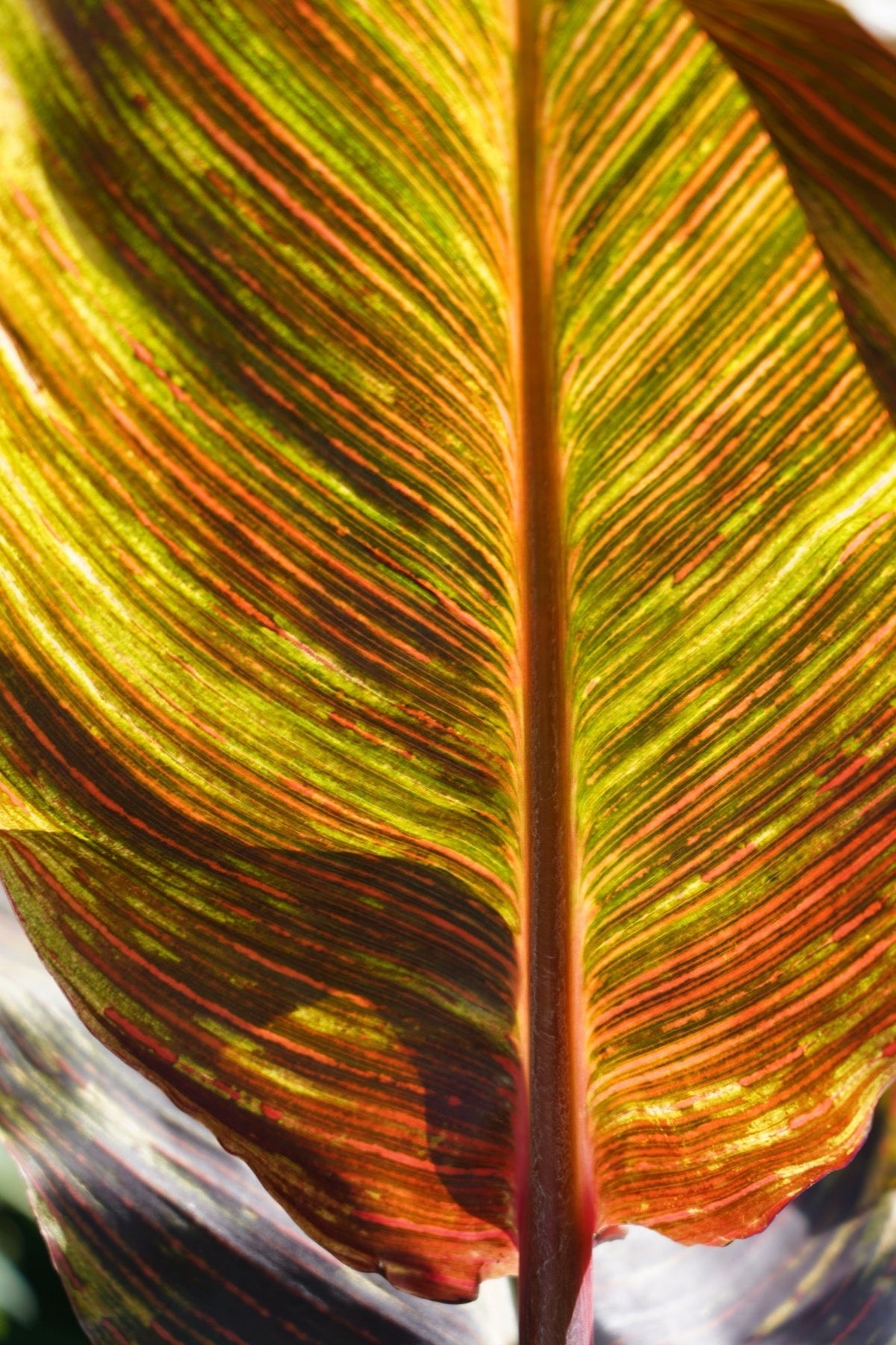 Canna 'Durban'