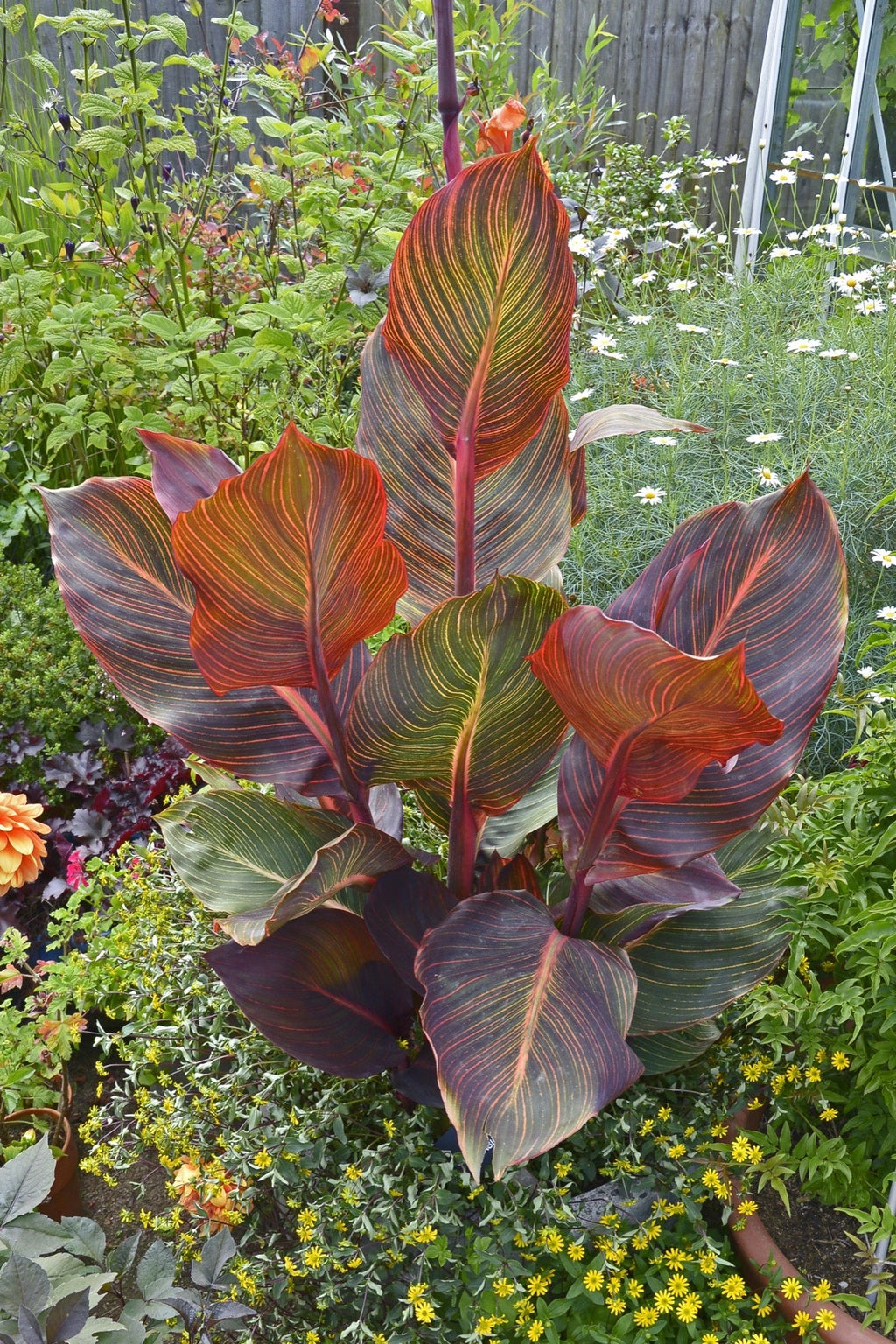Canna 'Durban'