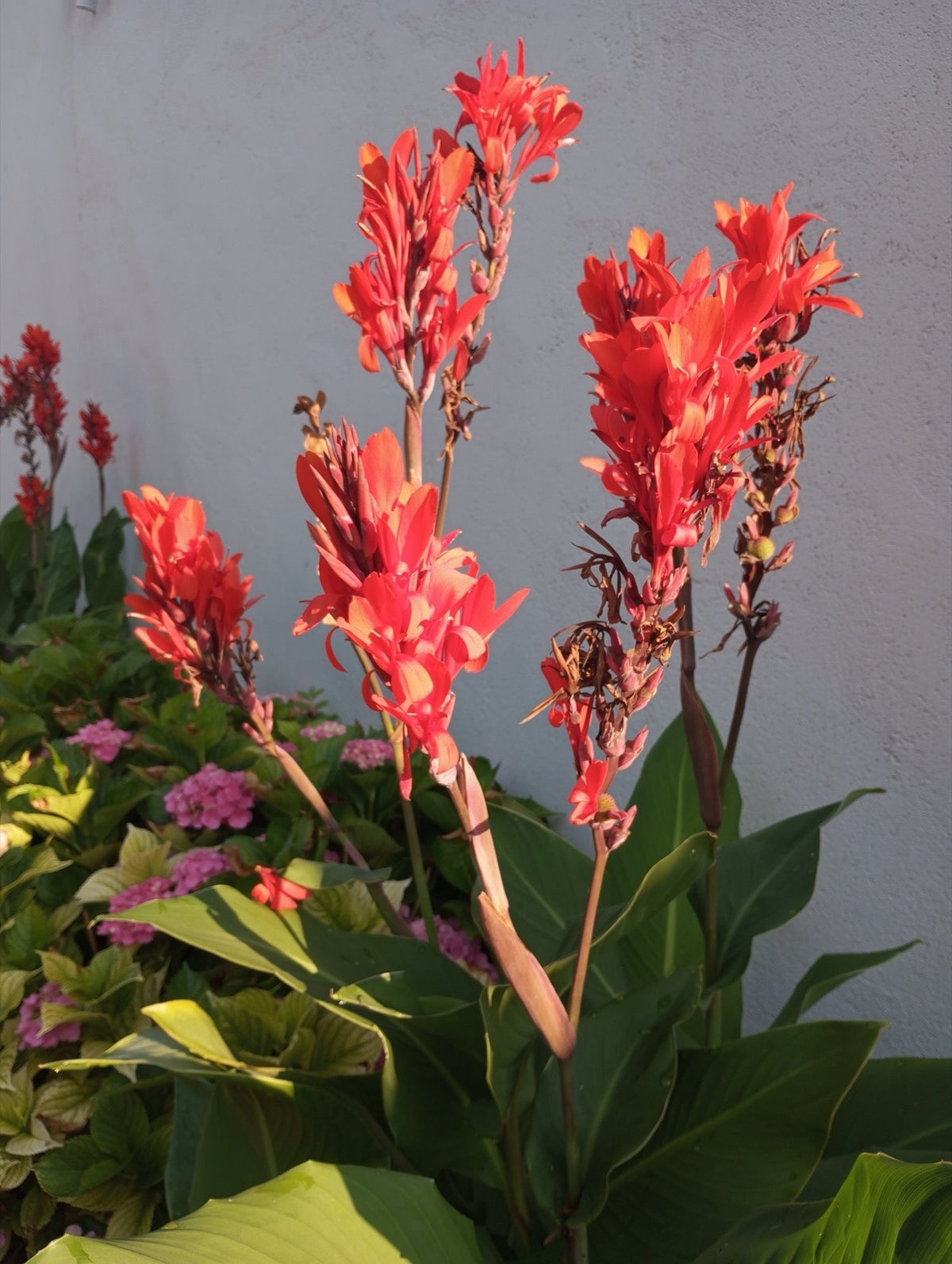 Canna 'Endeavour Red'