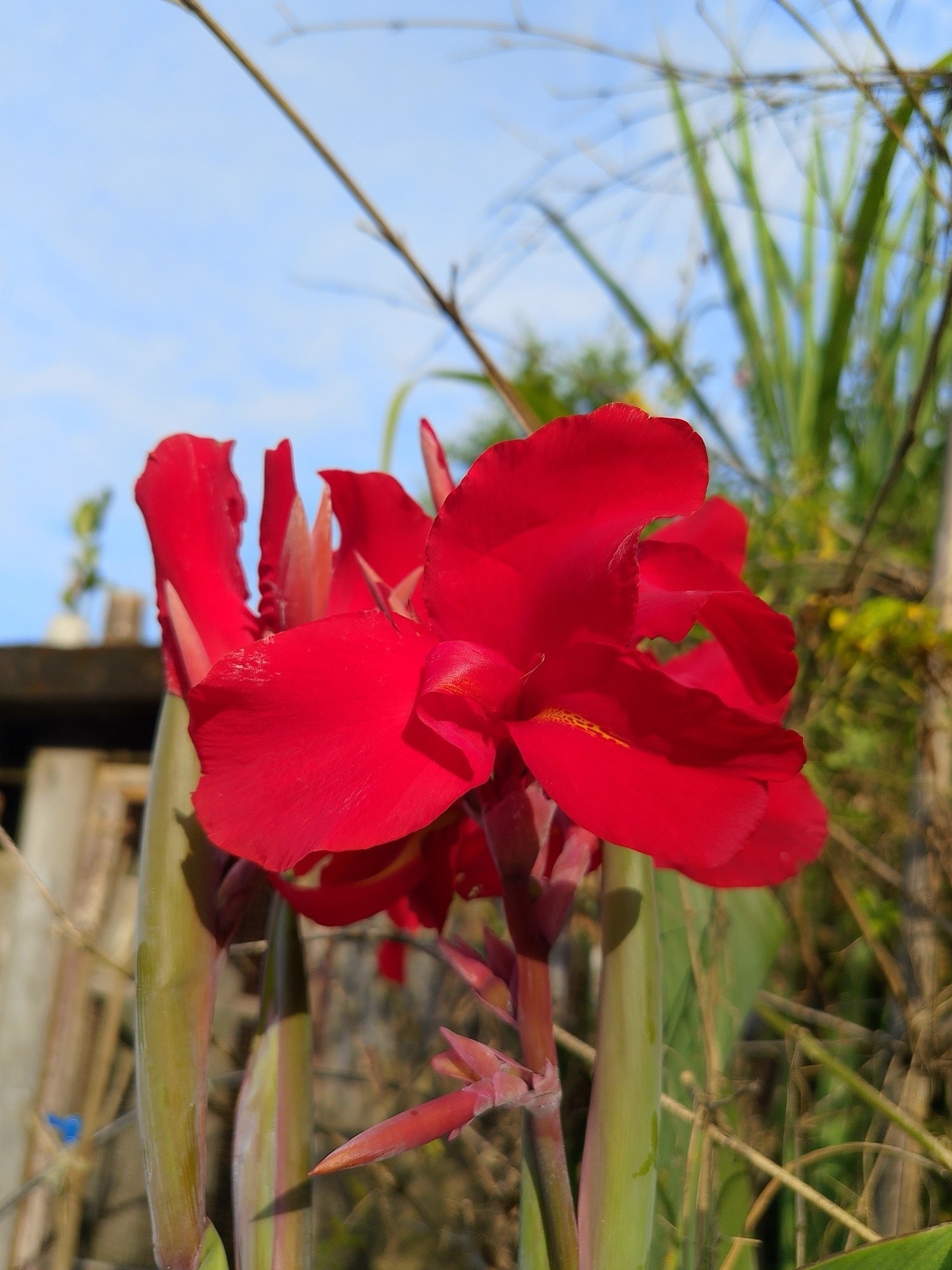 Canna 'Endeavour Red'