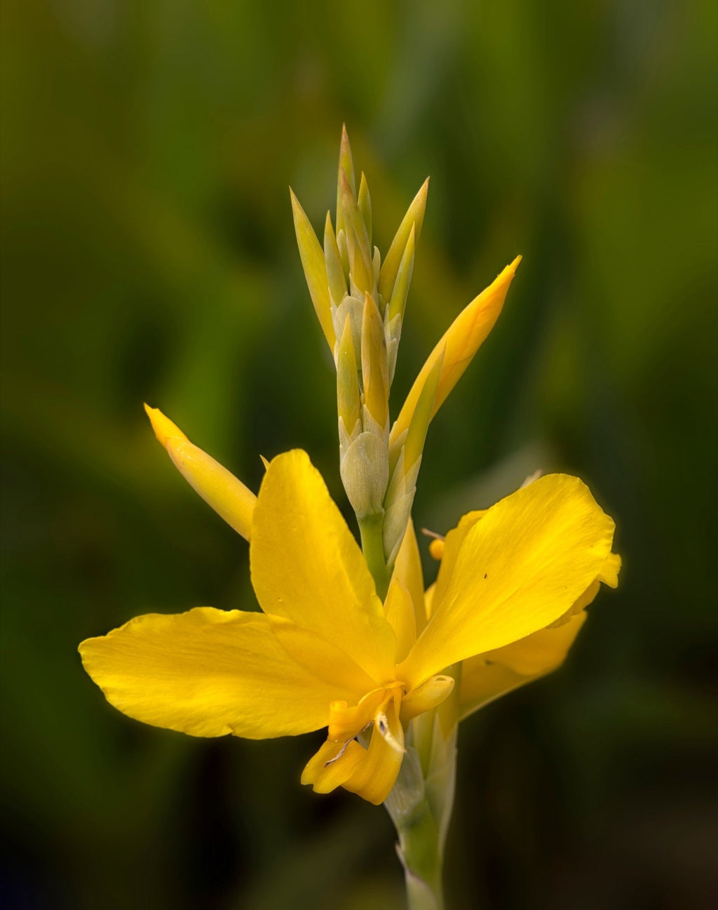 Canna 'Ra'
