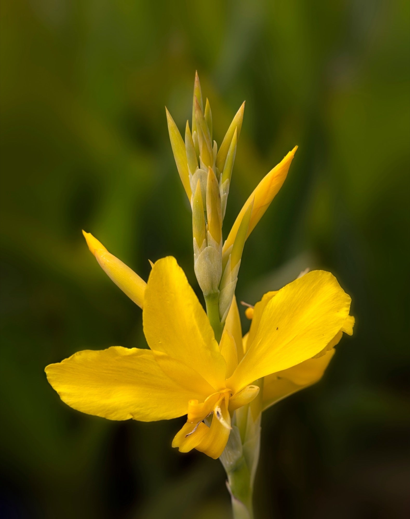 Canna 'Ra'
