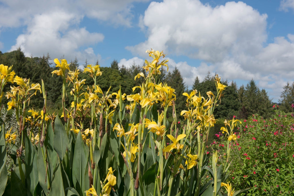 Canna 'Ra'