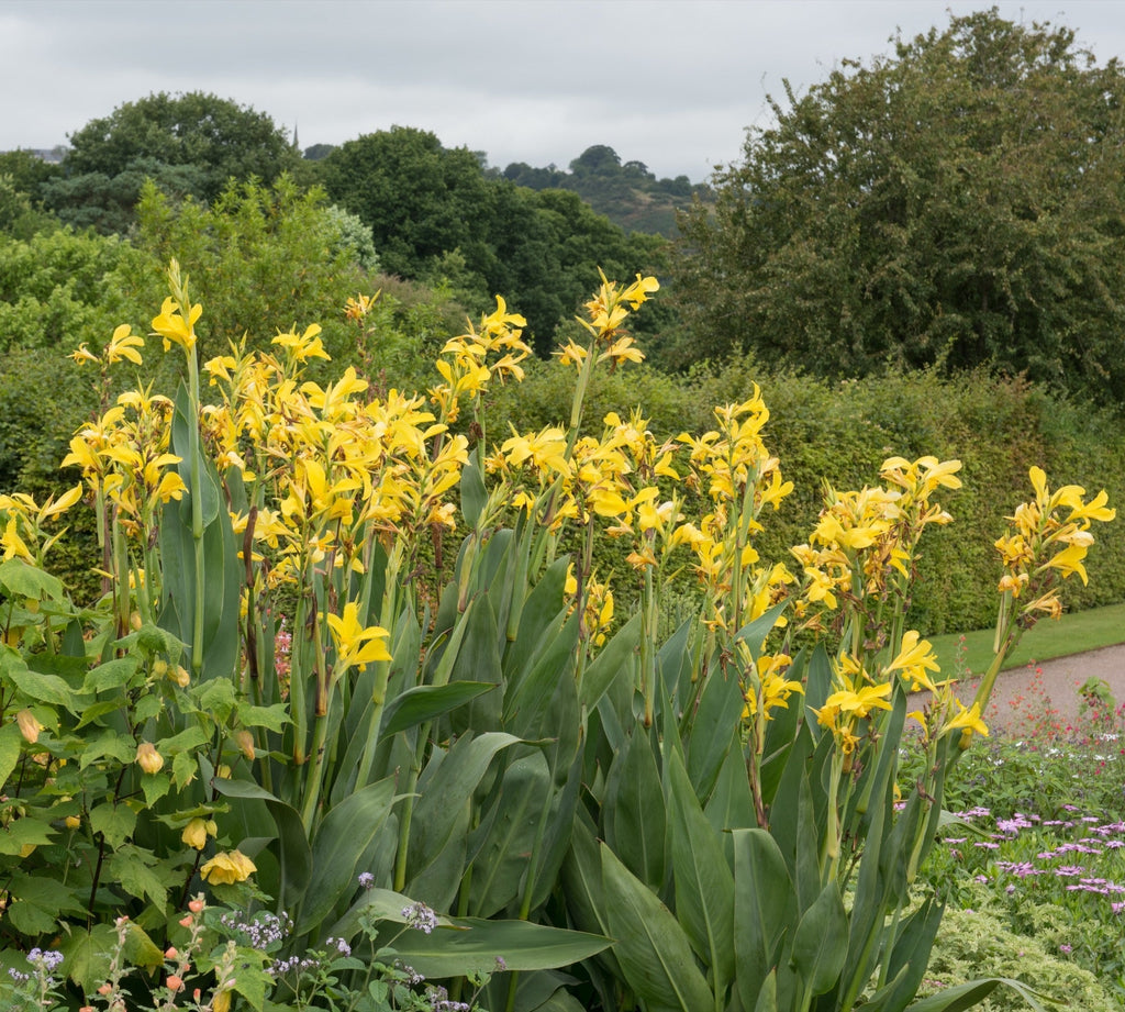 Canna 'Ra'
