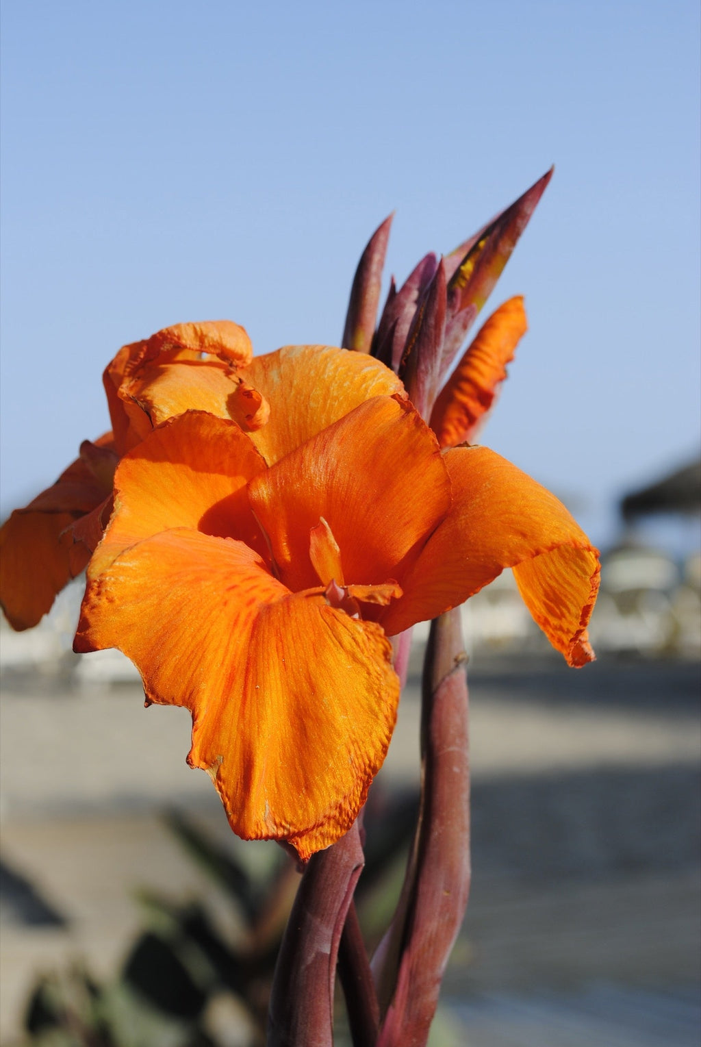 Canna 'Wyoming'