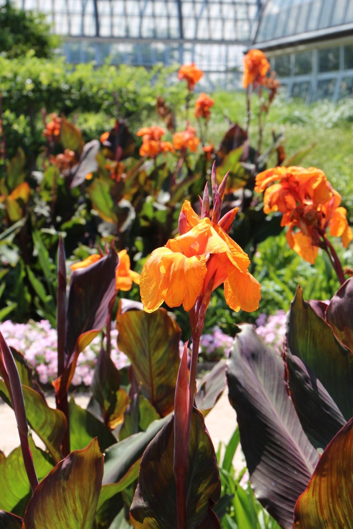 Canna 'Wyoming'