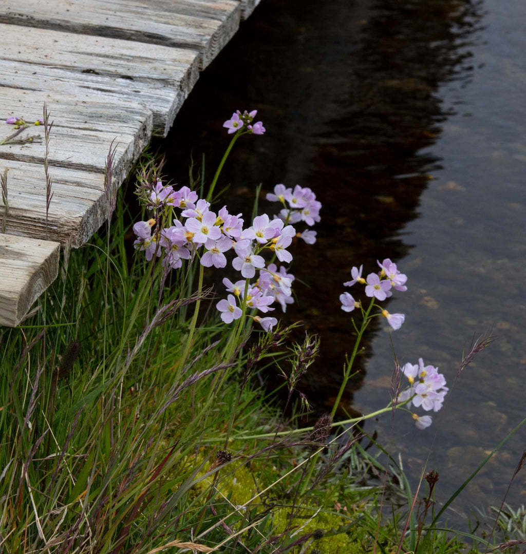 Cardamine pratensis