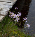 Cardamine pratensis