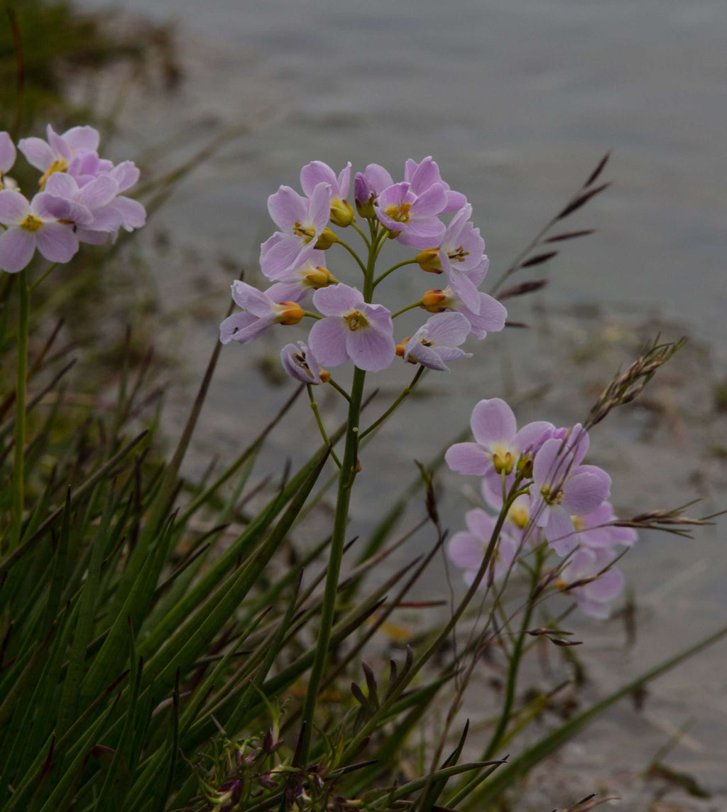 Cardamine pratensis