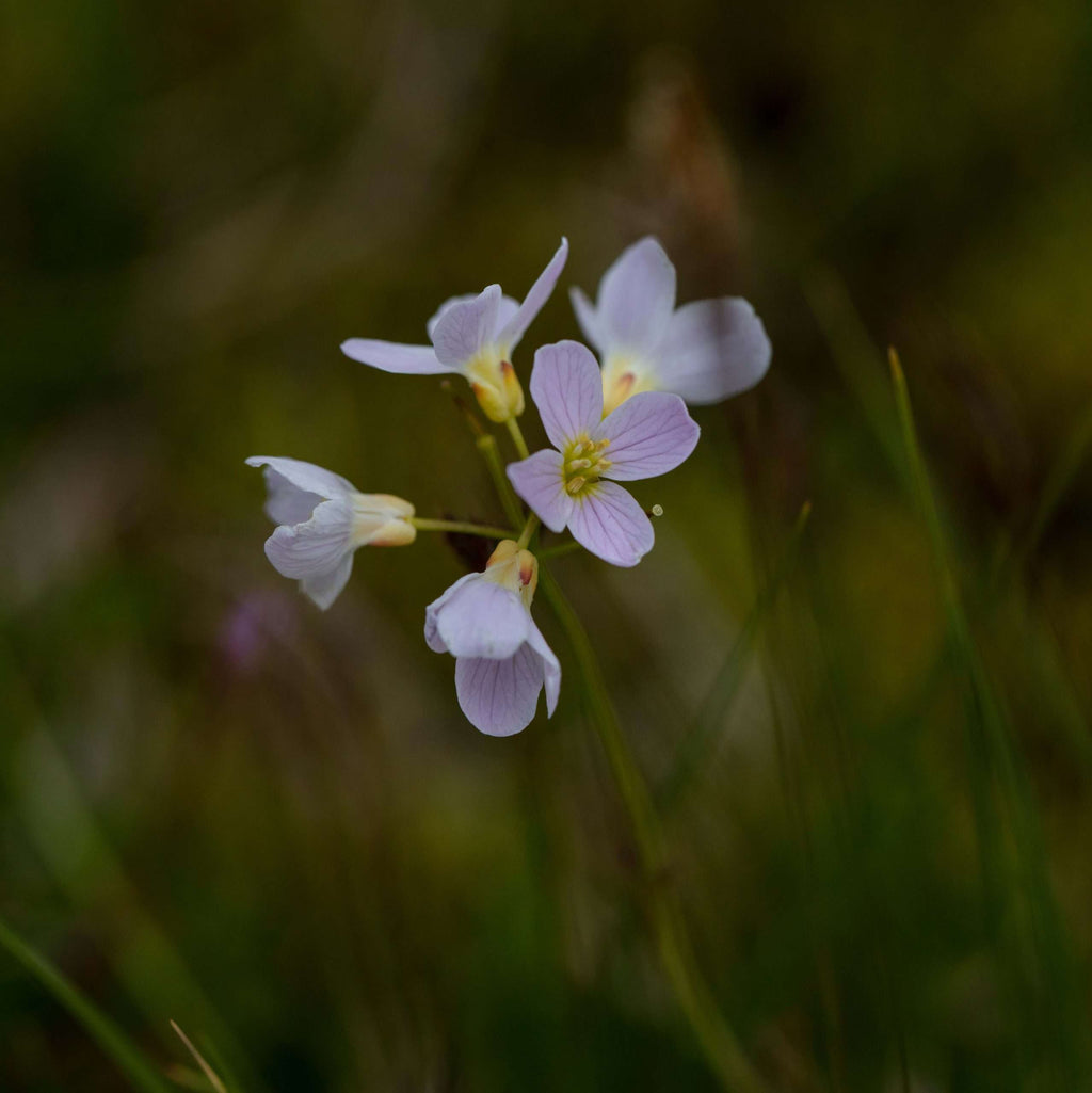 Cardamine pratensis