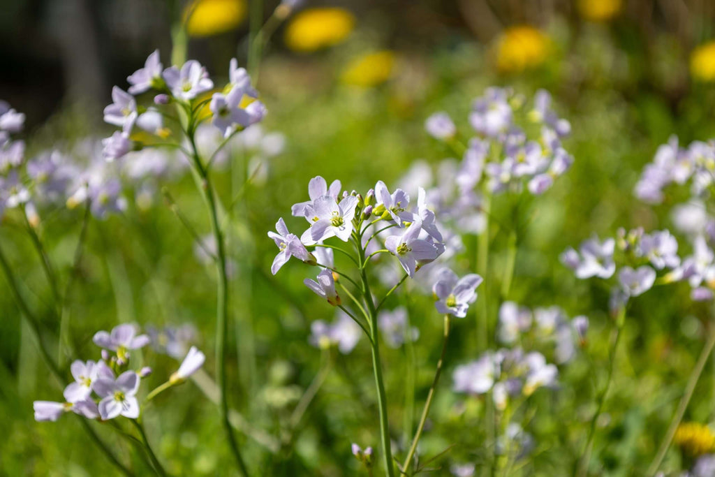 Cardamine pratensis