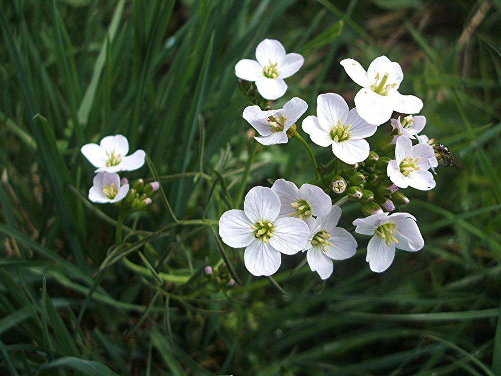 Cardamine pratensis