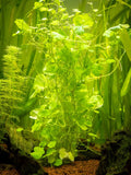 Cardamine lyrata
