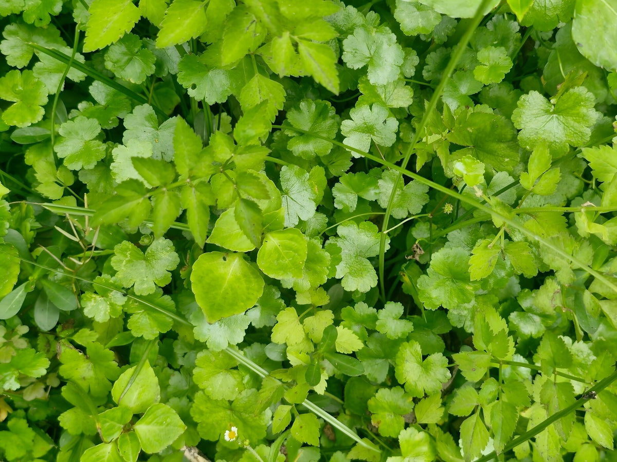 Cardamine lyrata