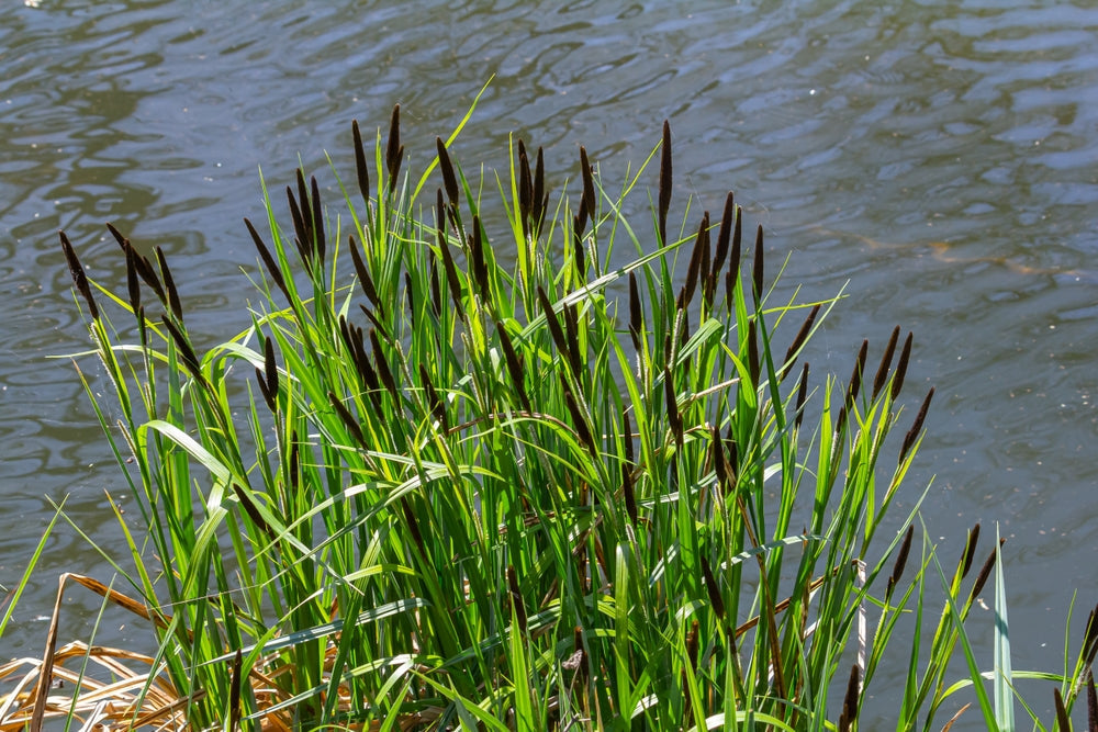 Carex acuta