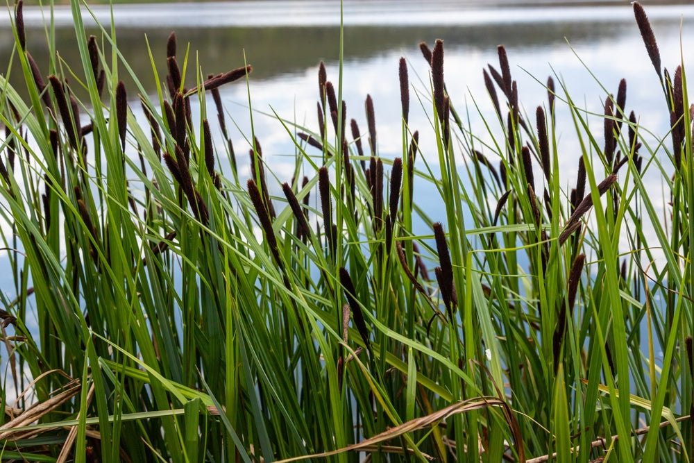 Carex acuta