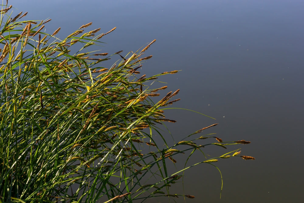Carex acuta