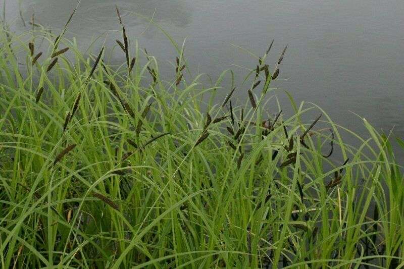 Carex acuta