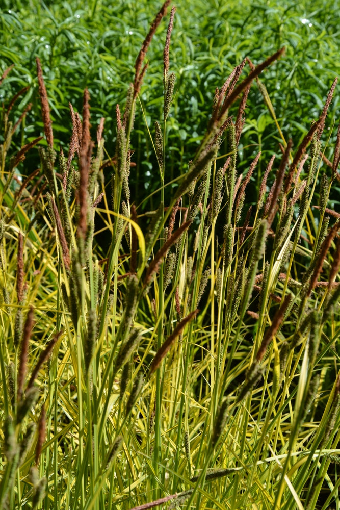 Carex elata 'Aurea'