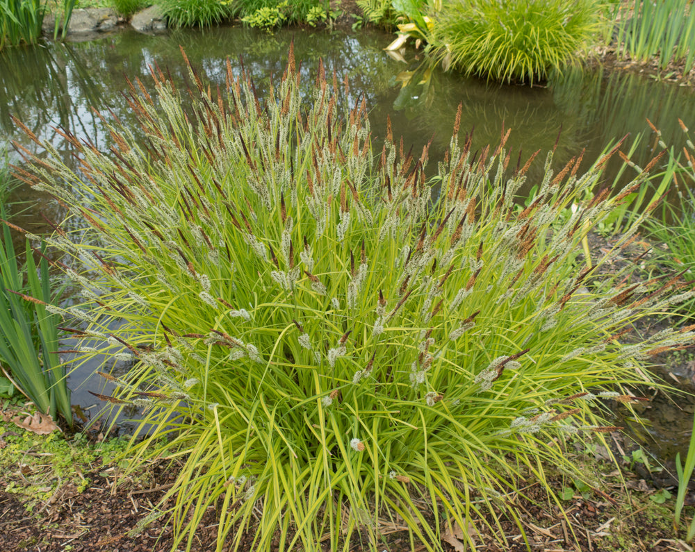 Carex elata 'Aurea'