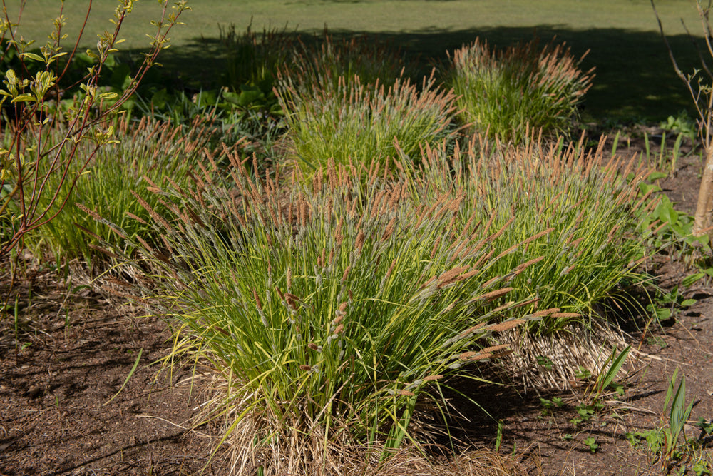 Carex elata 'Aurea'