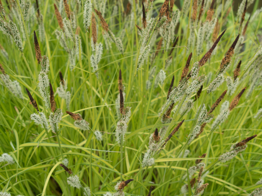 Carex elata 'Aurea'