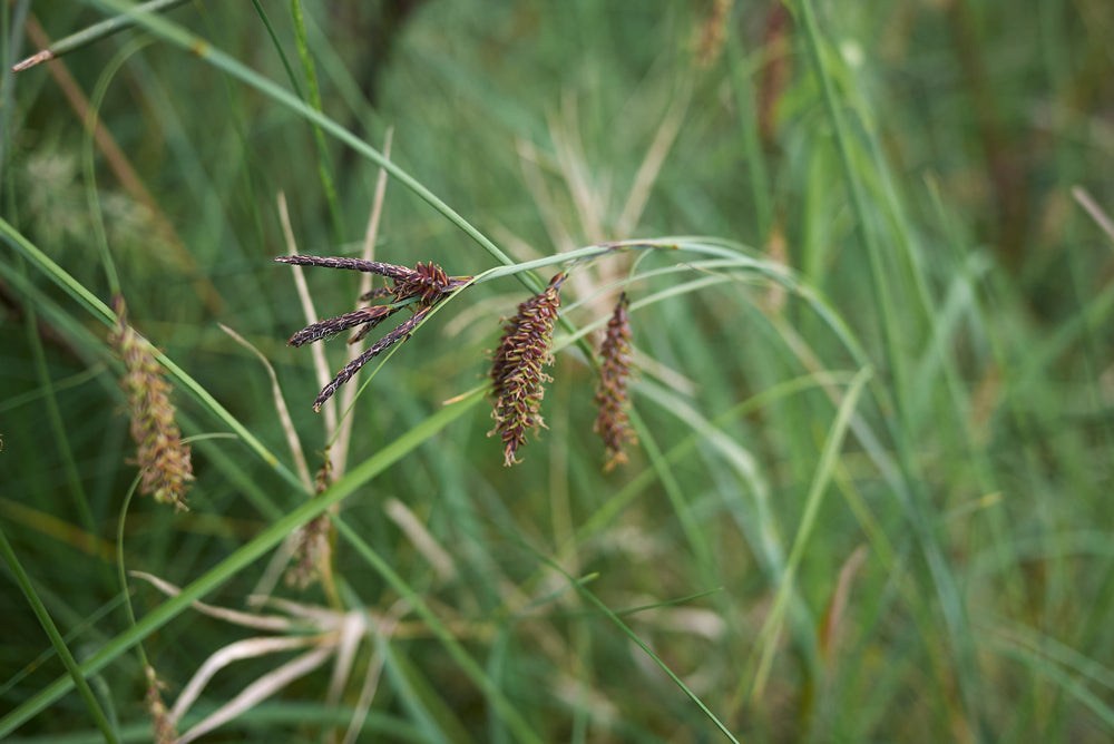 Carex flacca