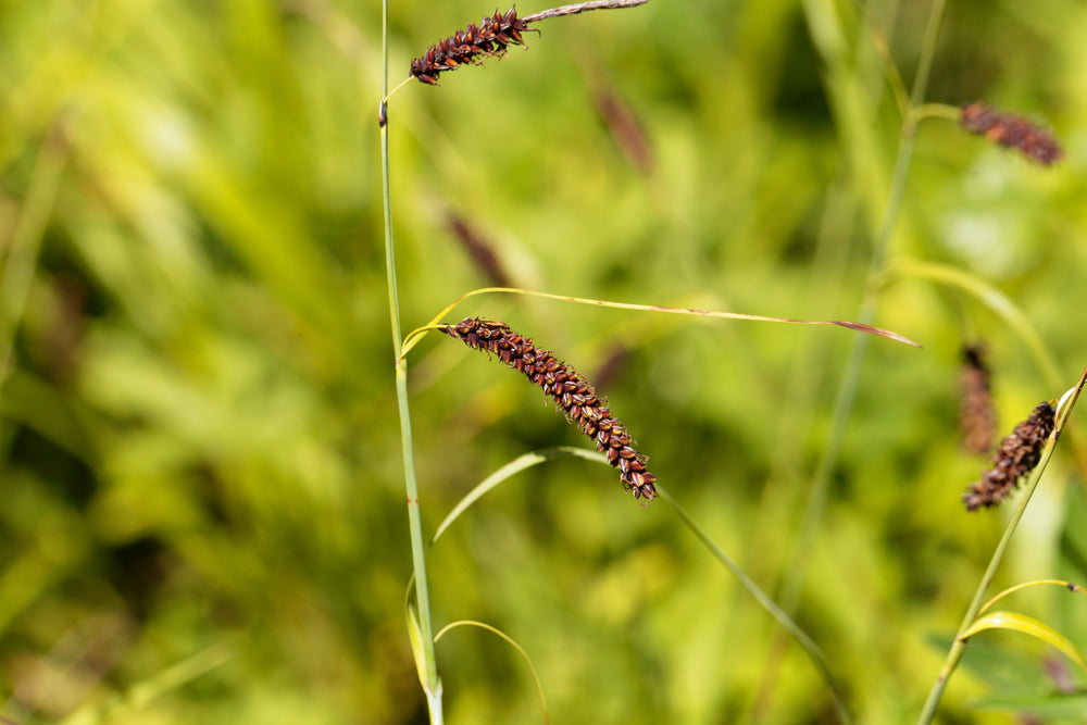 Carex flacca