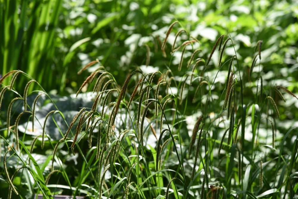 Carex flacca