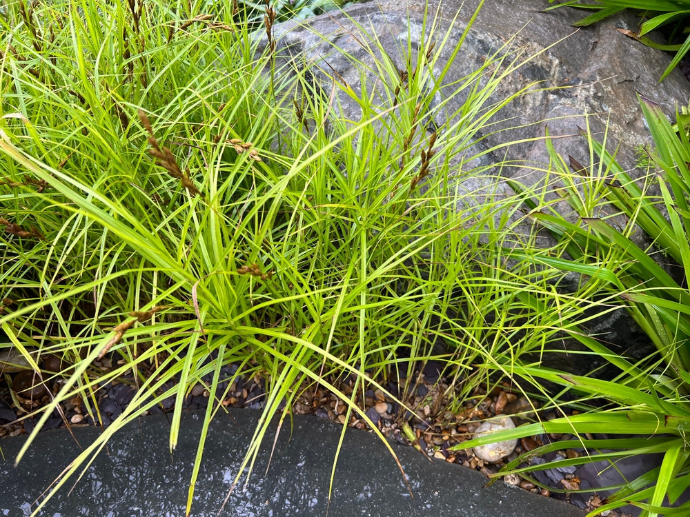 Carex muskingumensis