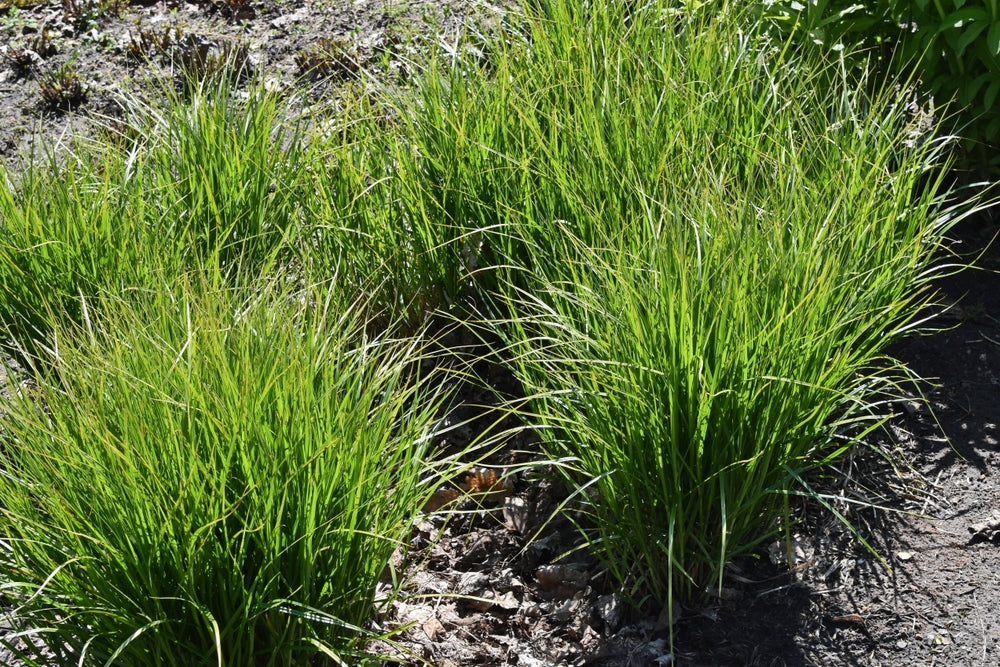 Carex muskingumensis