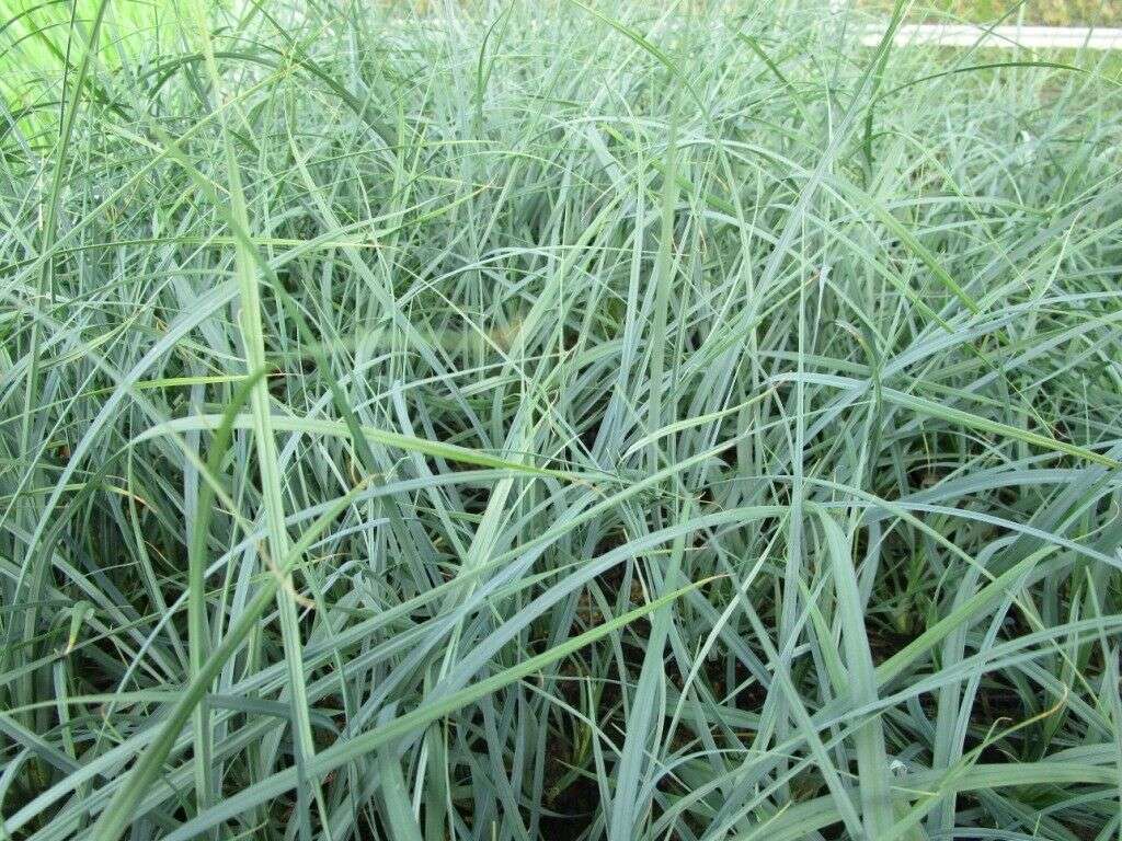 Carex panicea