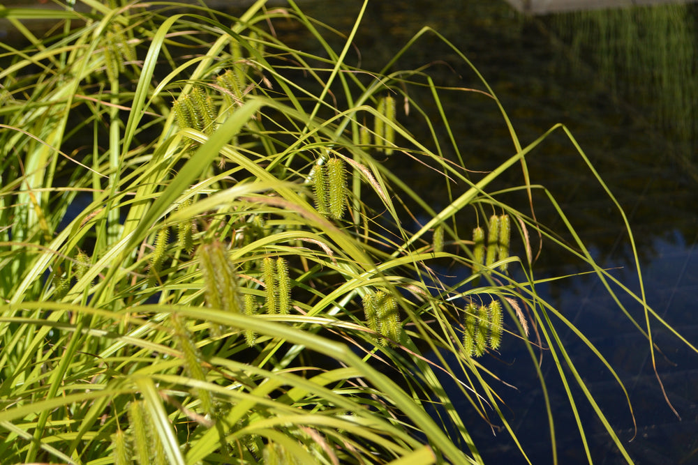 Carex pseudocyperus