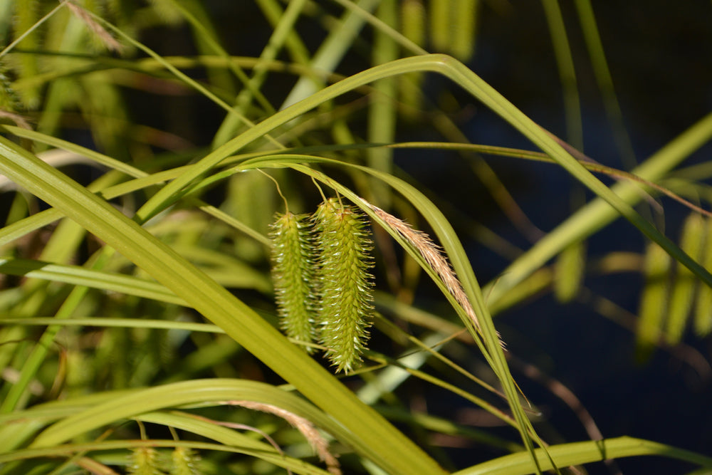 Carex pseudocyperus