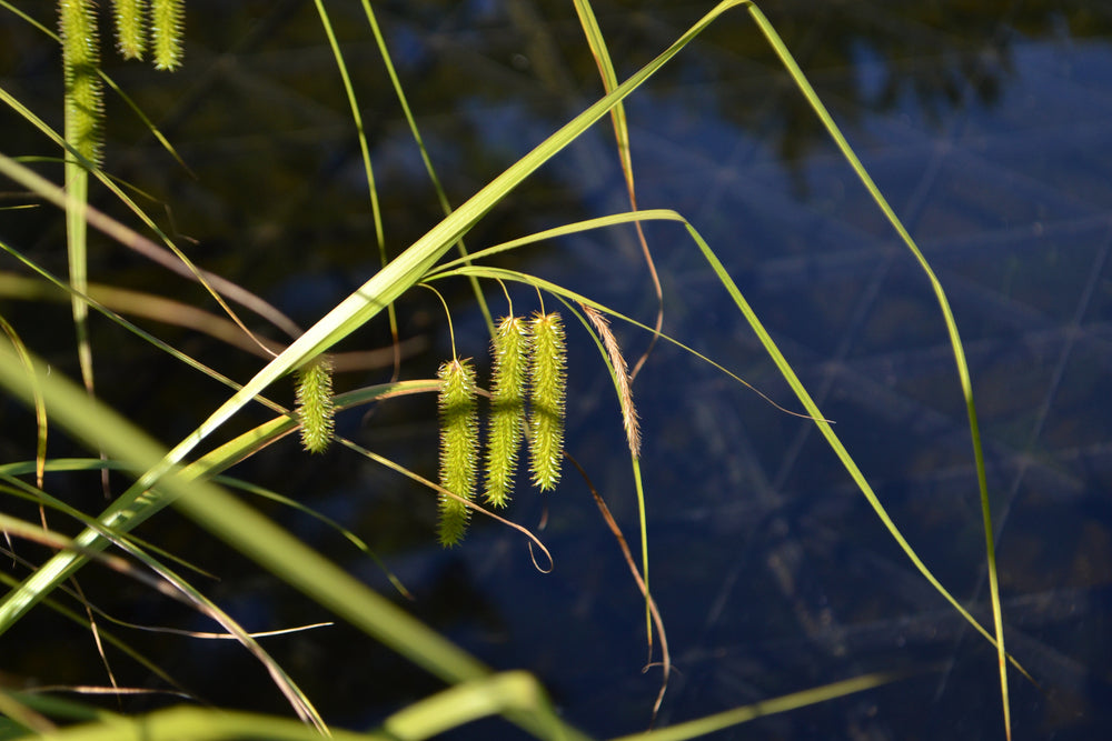 Carex pseudocyperus