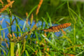 Carex acuta