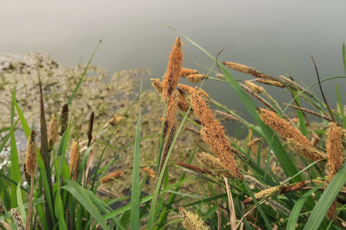 Carex acutiformis