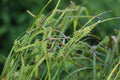 Carex grayi